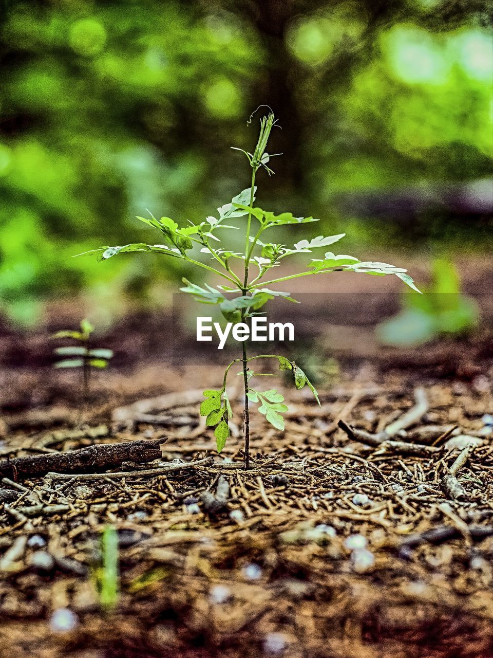 CLOSE-UP OF PLANTS GROWING OUTDOORS