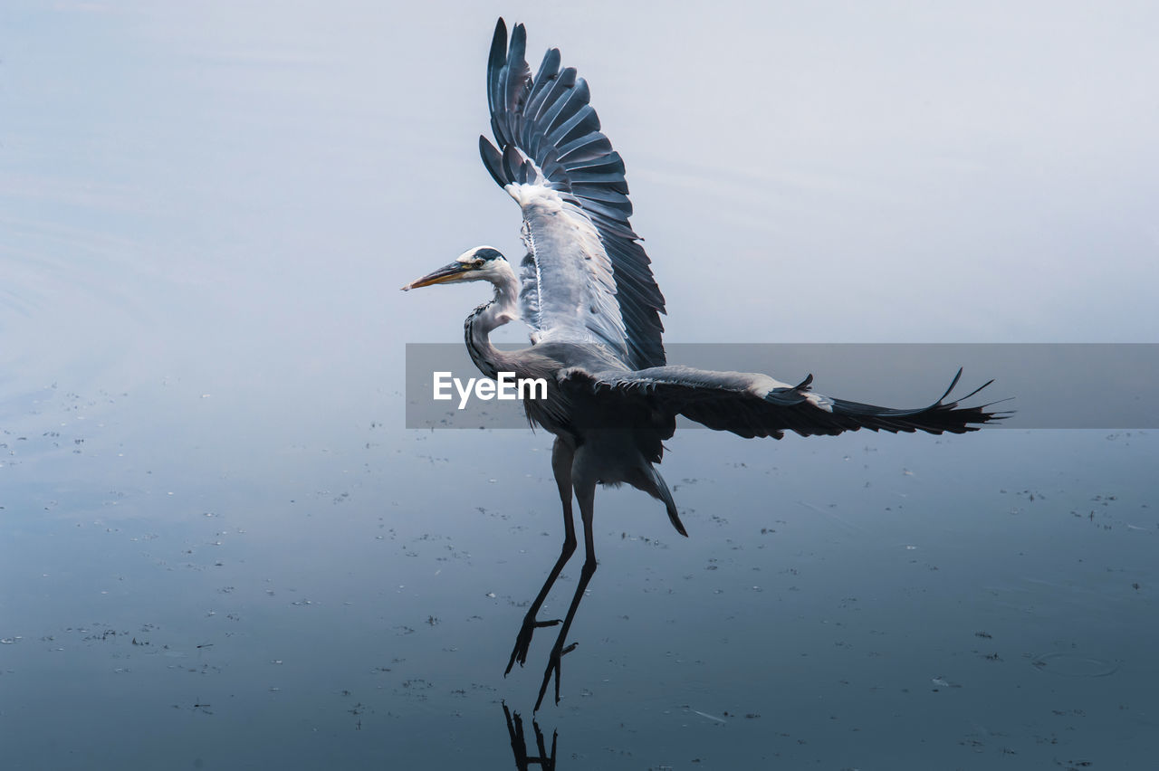 Close-up of bird flying over lake