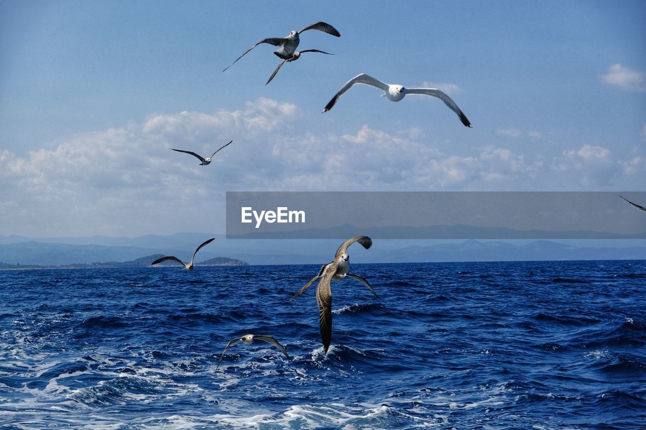 animal, wildlife, animal wildlife, animal themes, water, sea, group of animals, bird, flying, sky, nature, beauty in nature, ocean, horizon over water, no people, motion, horizon, large group of animals, sea life, blue, animal body part, mid-air, marine, outdoors, underwater, cloud, scenics - nature, seagull, seabird, day, aquatic mammal, spread wings, flock of birds