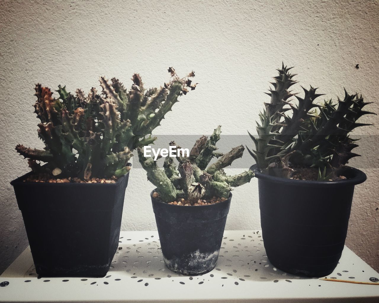 CLOSE-UP OF POTTED PLANTS