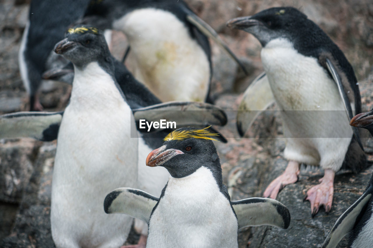 Close-up of penguins