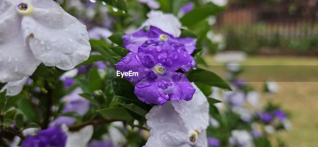 flower, flowering plant, plant, freshness, purple, beauty in nature, nature, blossom, close-up, fragility, petal, growth, flower head, focus on foreground, inflorescence, drop, no people, outdoors, water, springtime, wet, day, lilac, plant part, leaf, botany, selective focus