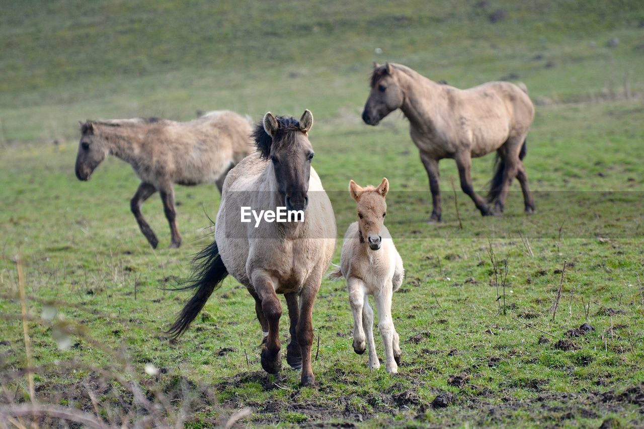 Horse family on grazing field