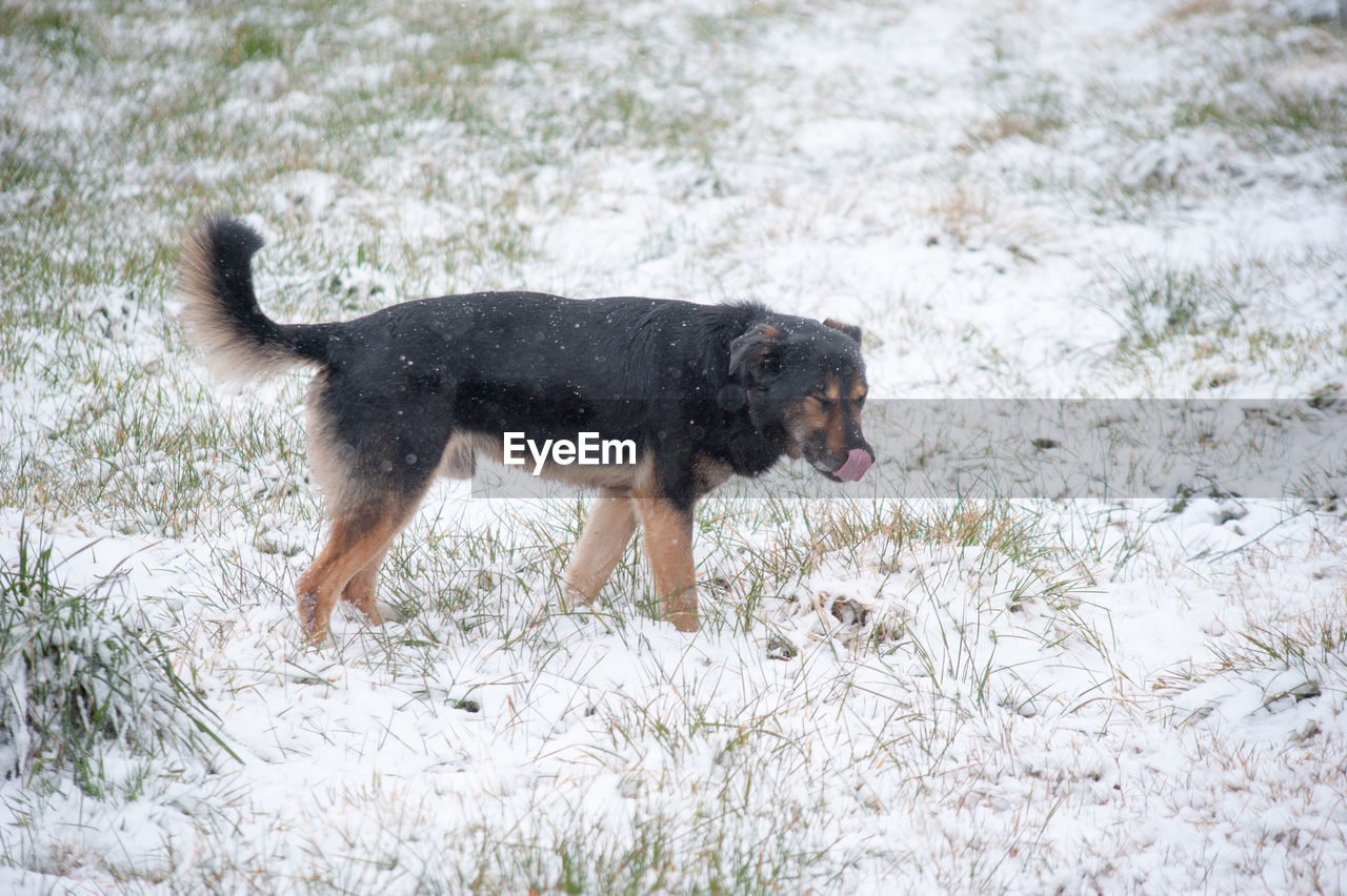 FULL LENGTH OF A DOG IN SNOW