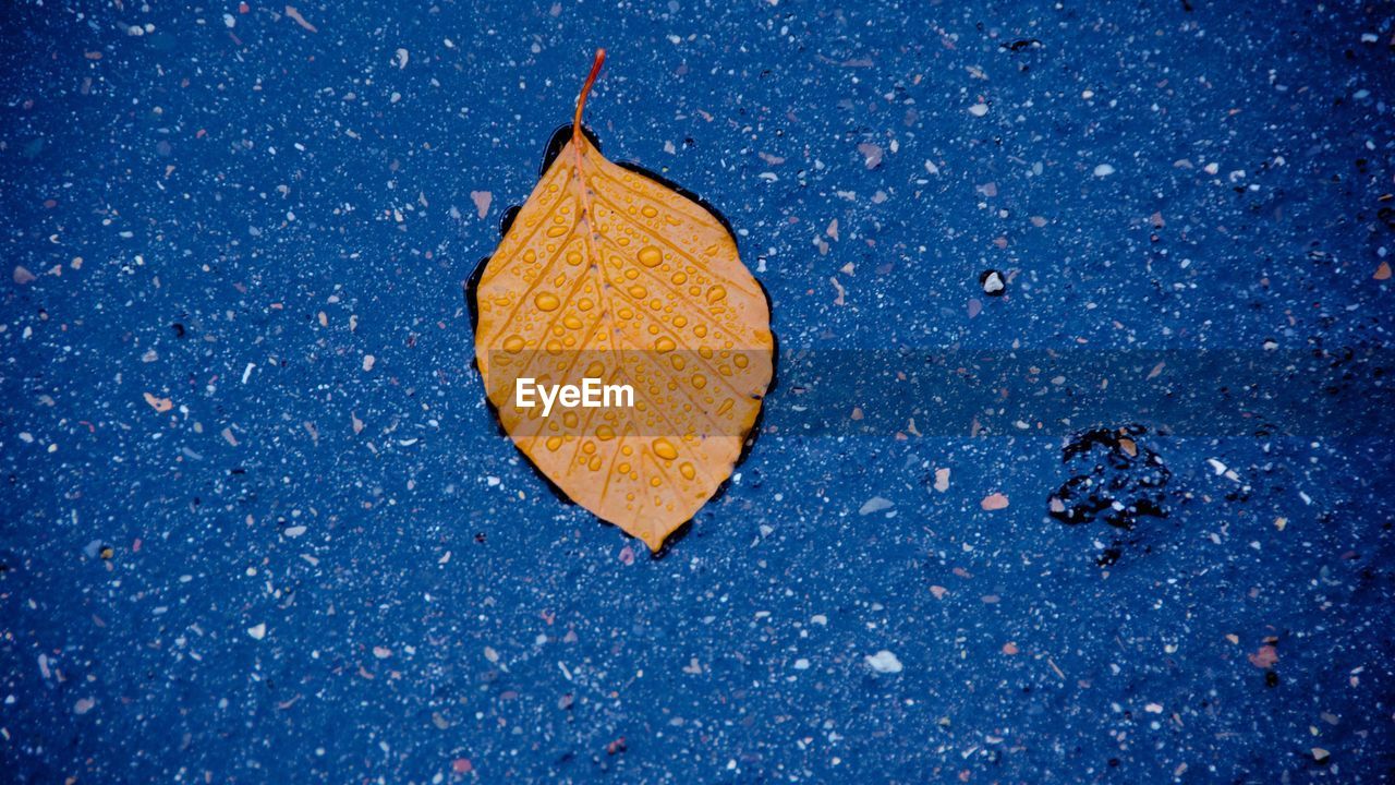 High angle view of autumn leaf on puddle in street