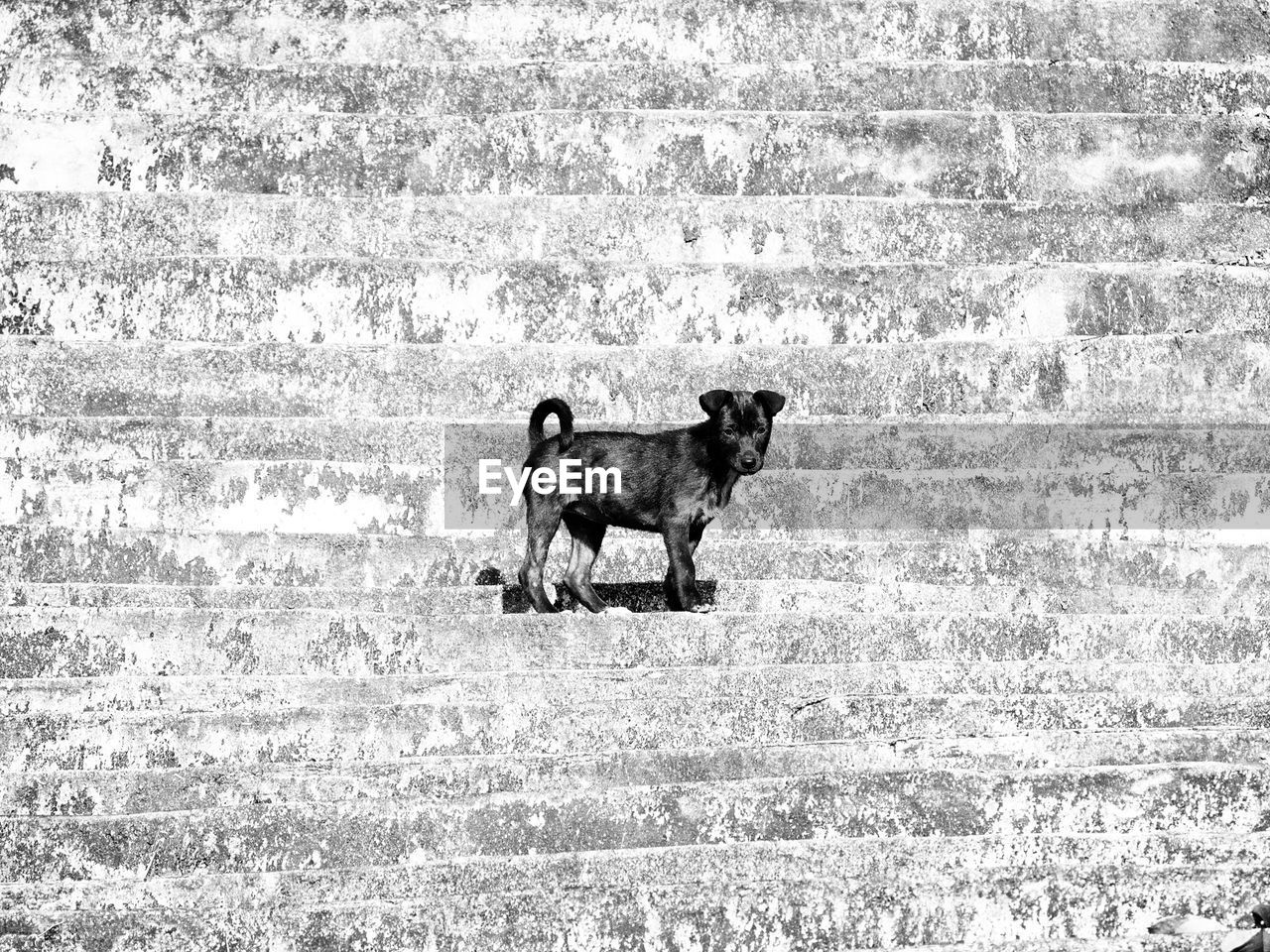 DOGS STANDING ON FIELD