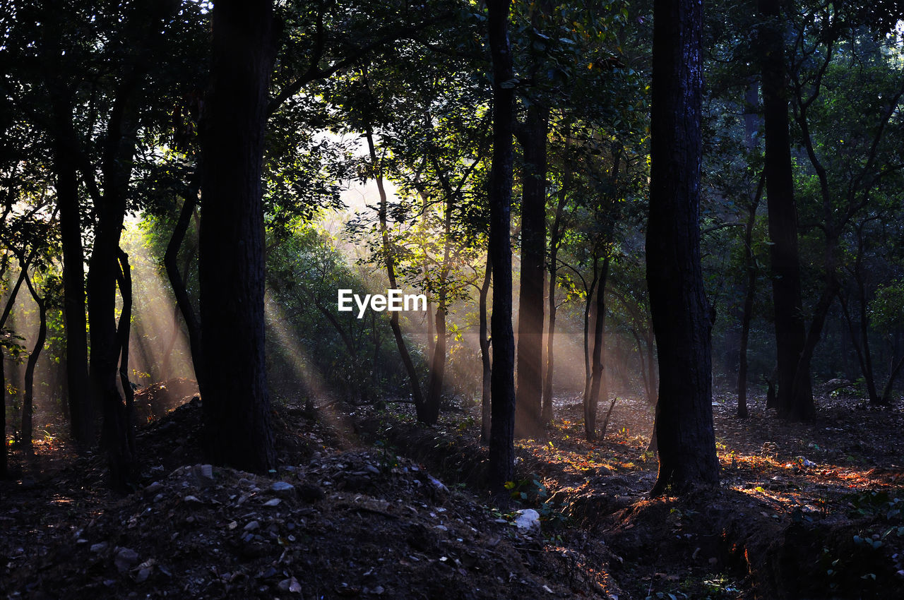 Trees in forest