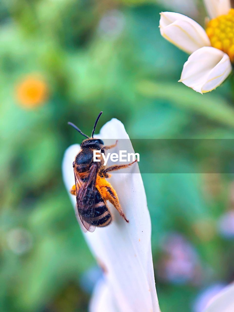 CLOSE-UP OF HONEY BEE ON FLOWER