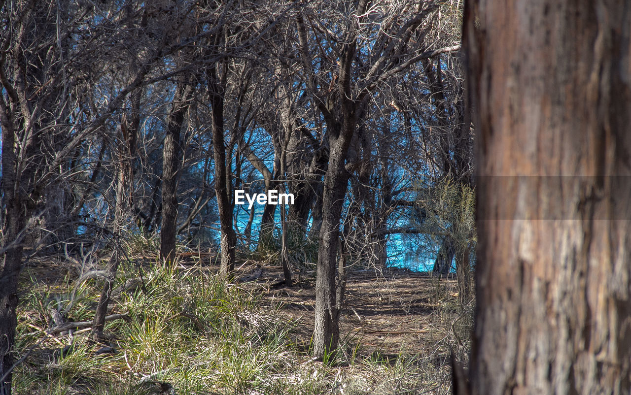 VIEW OF TREES IN FOREST