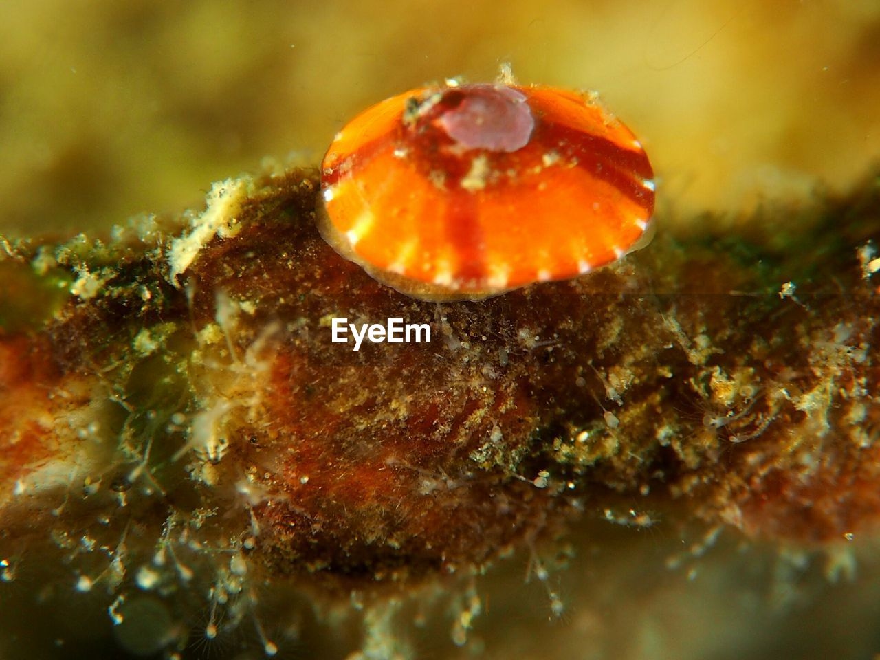 CLOSE-UP OF JELLYFISH IN SEA