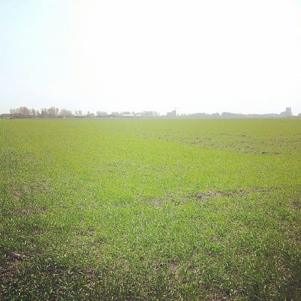 SCENIC VIEW OF GRASSY FIELD AGAINST SKY