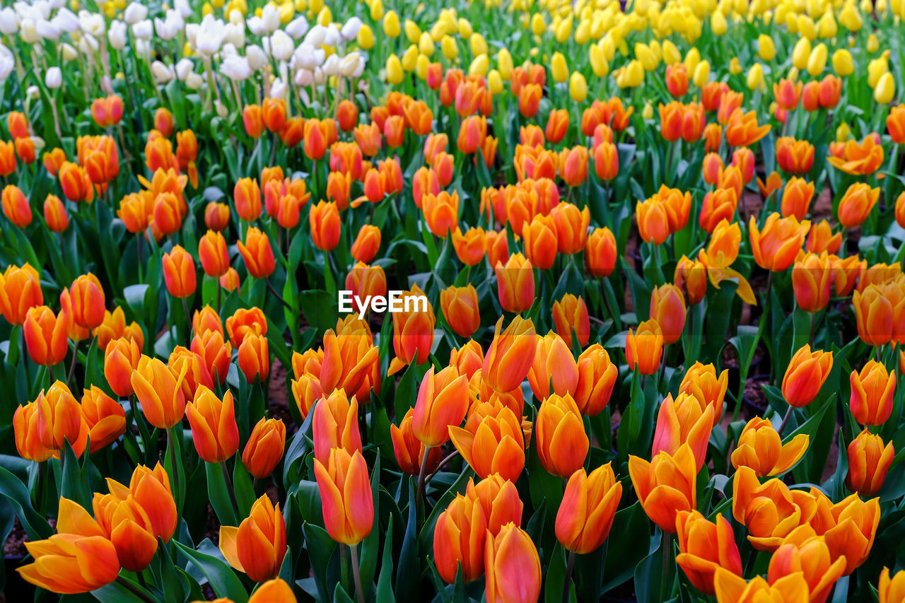 FULL FRAME SHOT OF FRESH YELLOW TULIPS