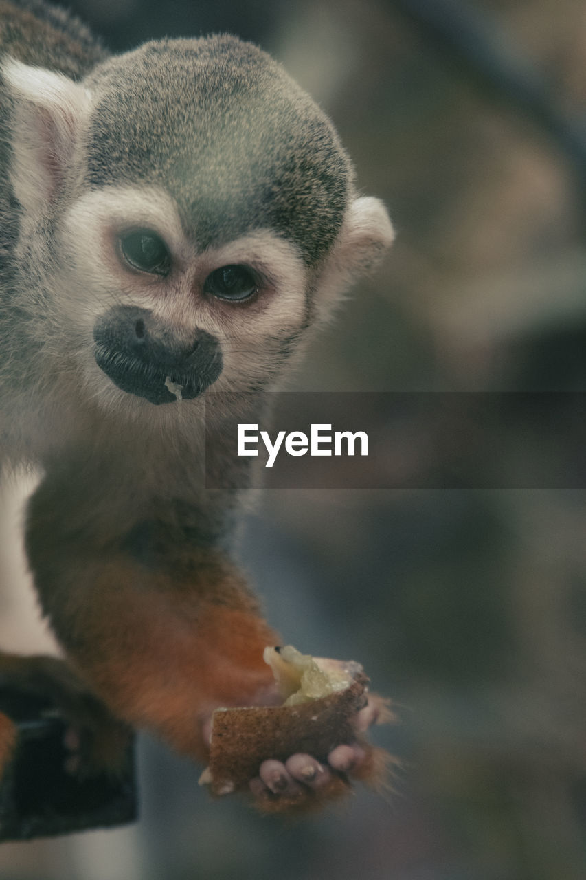 animal, animal themes, one animal, mammal, animal wildlife, wildlife, close-up, squirrel monkey, no people, primate, portrait, focus on foreground, looking at camera, monkey, day, cute, outdoors, nature, animal body part