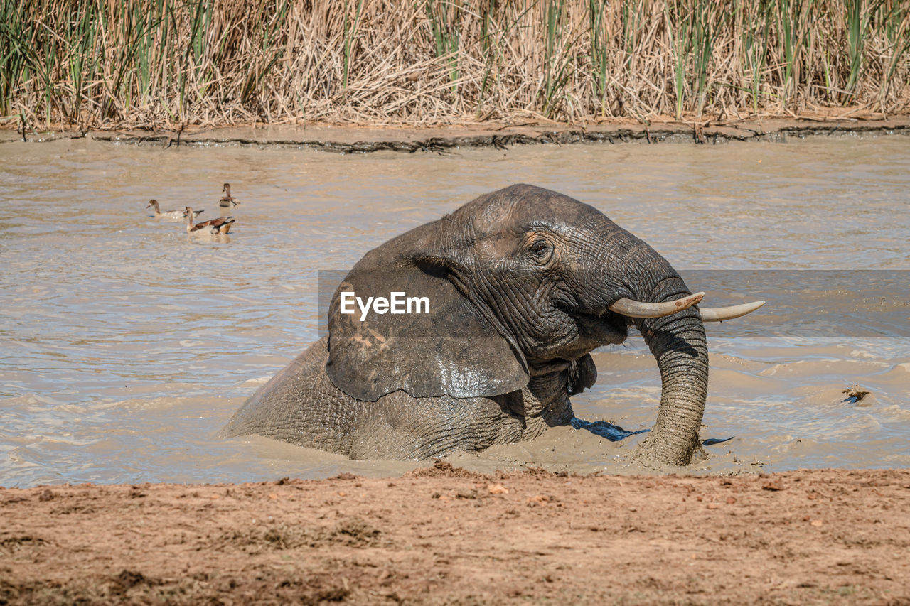 VIEW OF ELEPHANT IN WATER