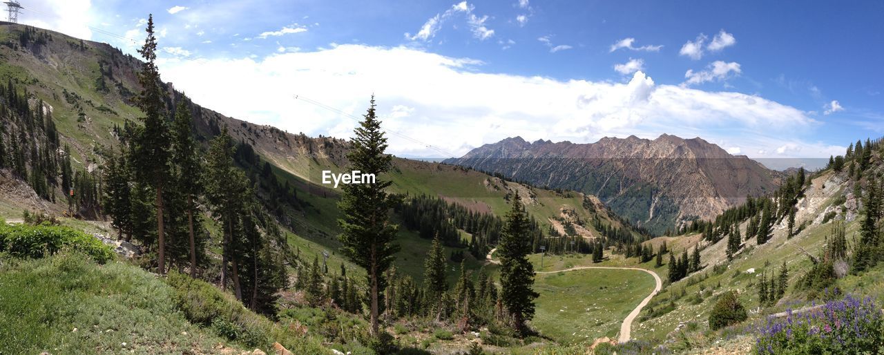 PANORAMIC SHOT OF TREES ON LANDSCAPE AGAINST SKY