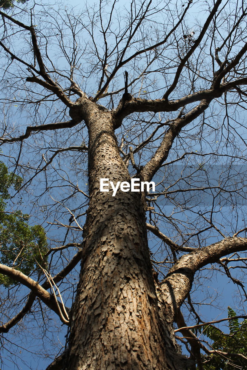 LOW ANGLE VIEW OF TREE