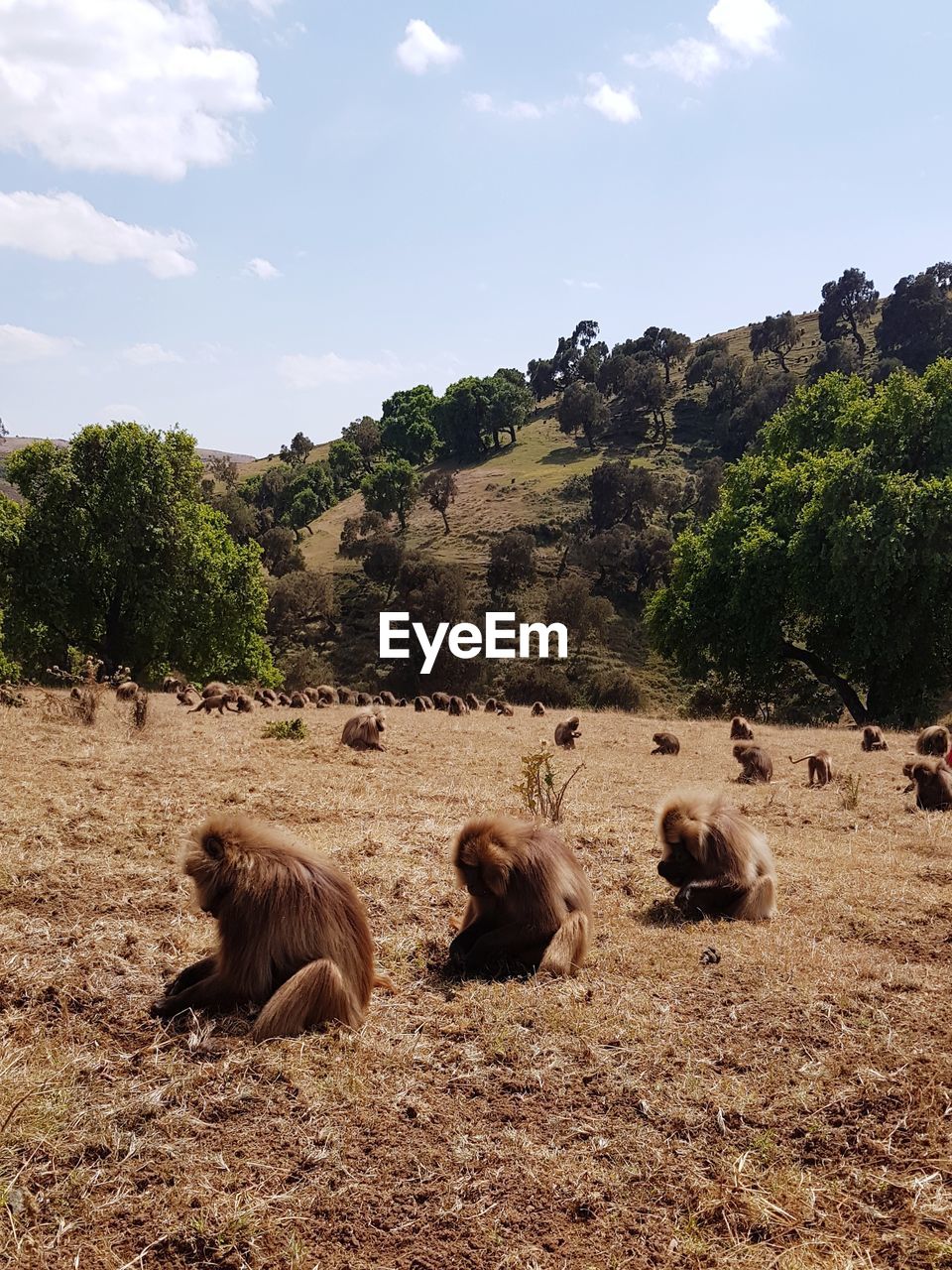 View of monkeys on the simiens mountains in etiopia against sky