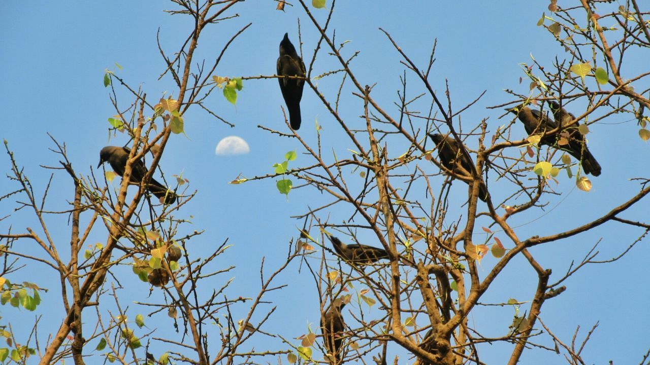 LOW ANGLE VIEW OF BIRDS PERCHING ON TREE BRANCH