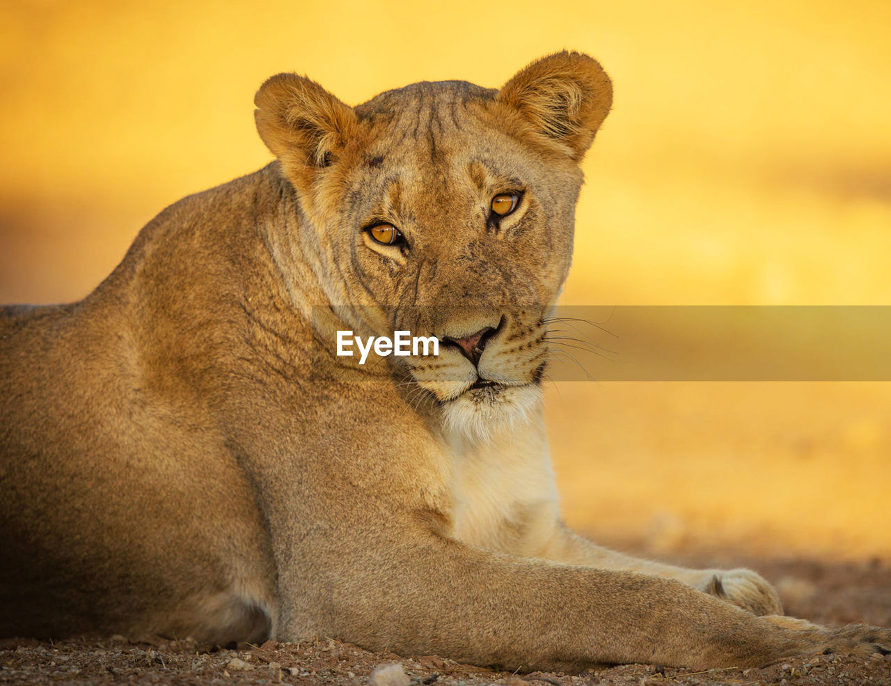 Lioness looking away