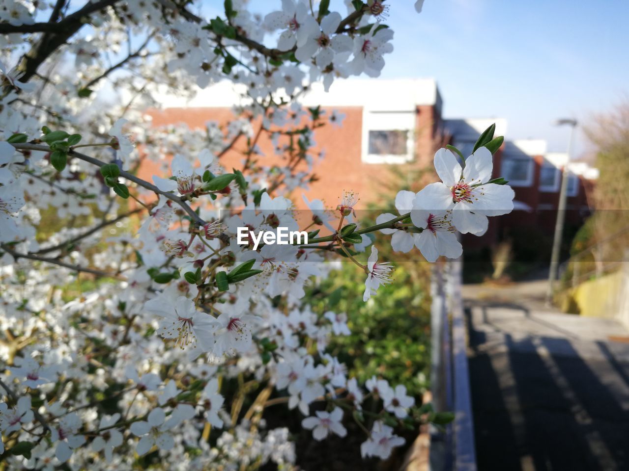 Cherry blossoms in spring