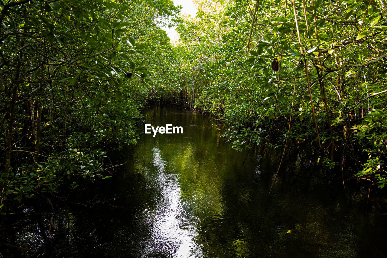 SCENIC VIEW OF RIVER FLOWING THROUGH FOREST