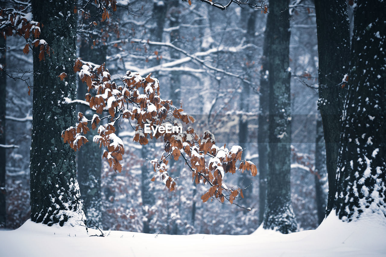 Frozen tree in forest during winter