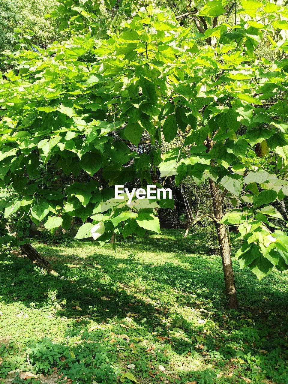 TREES GROWING IN FIELD