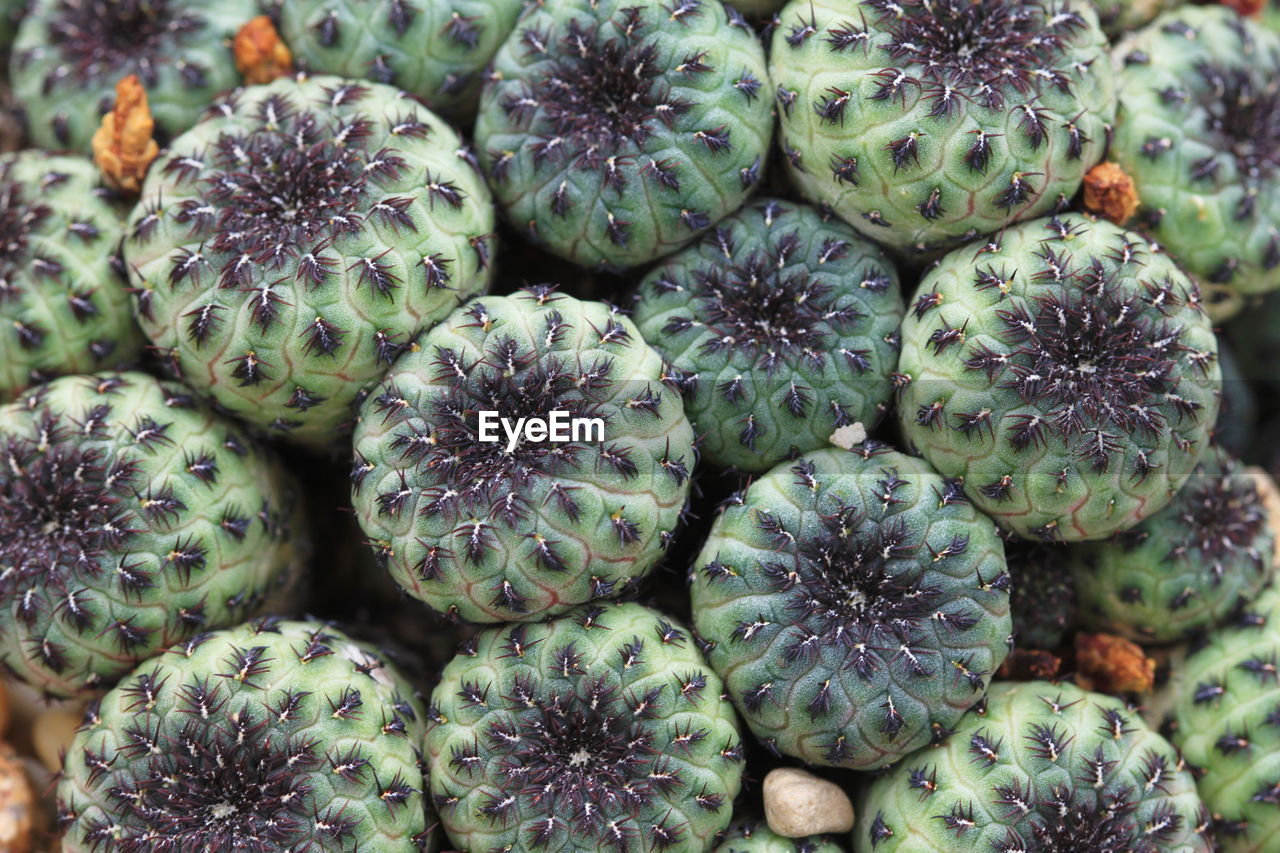 Full frame shot of cactus fruits