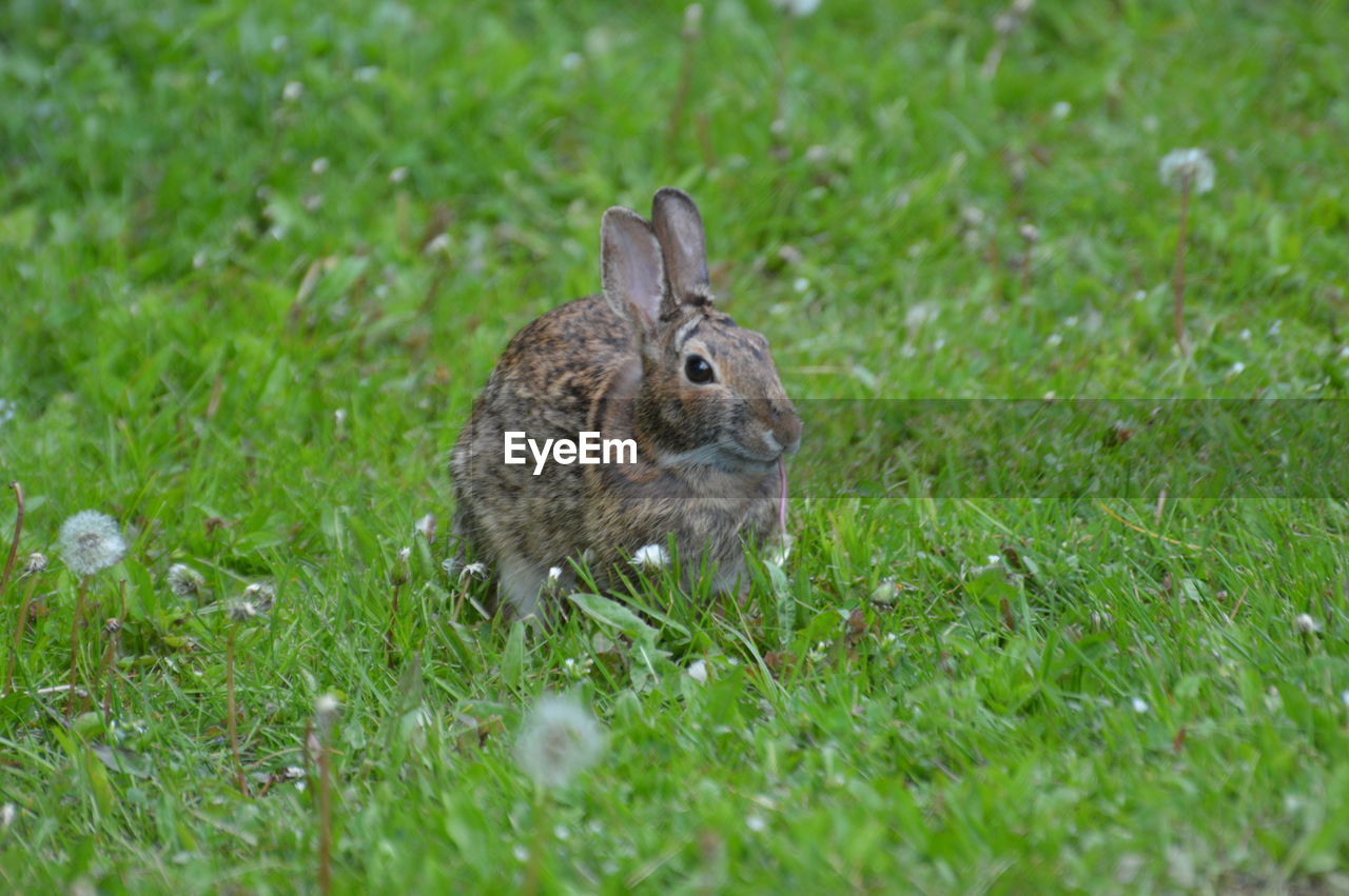 Rabbit in a field