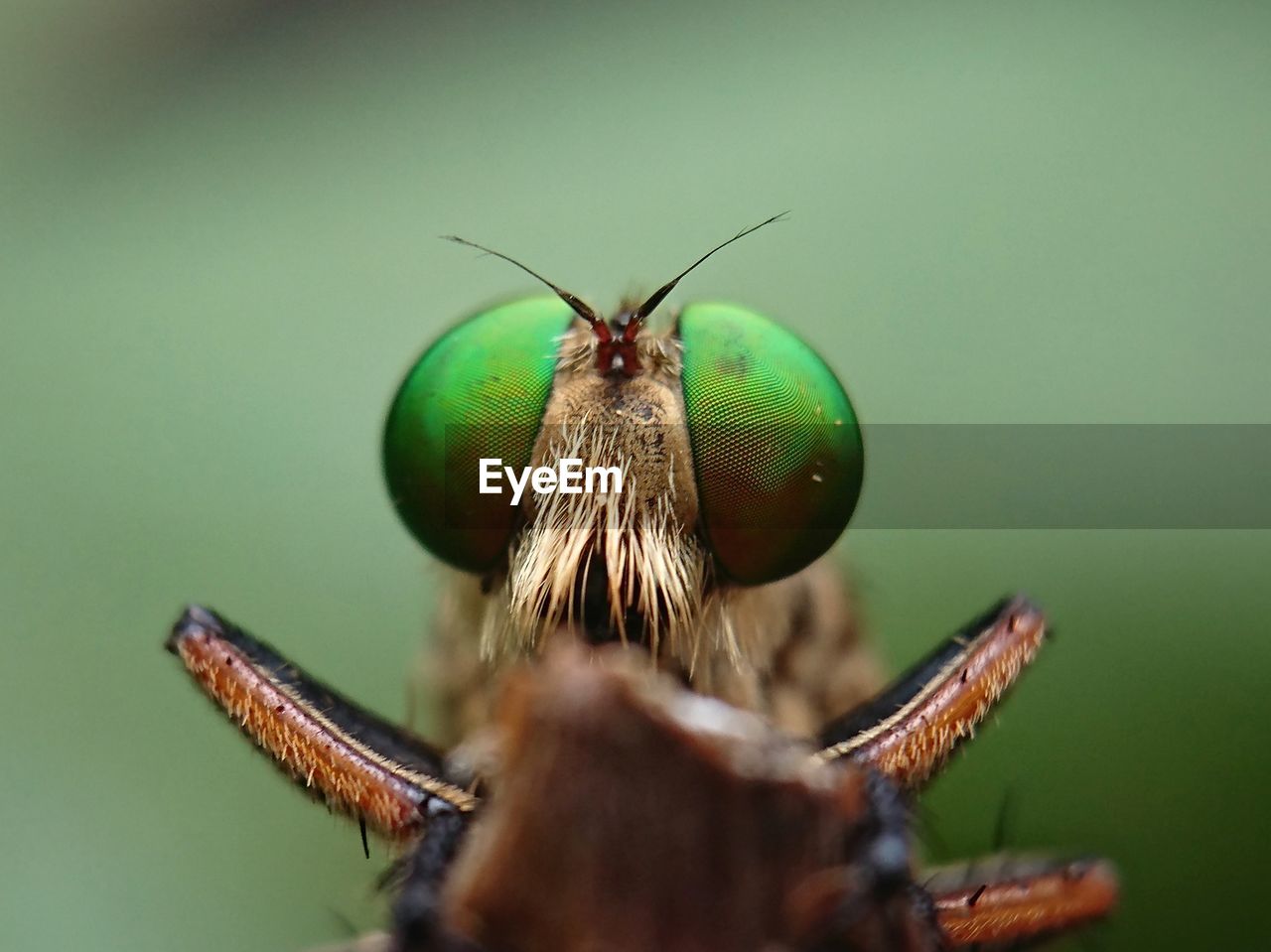 Robberfly, the face of a robber insect