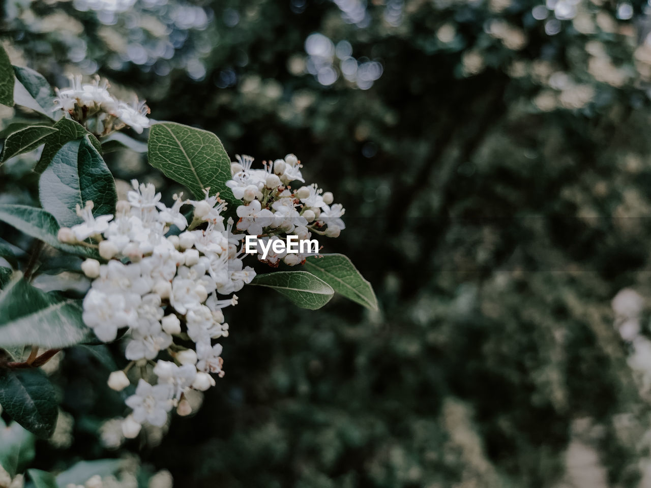 Close-up of white flowering plant