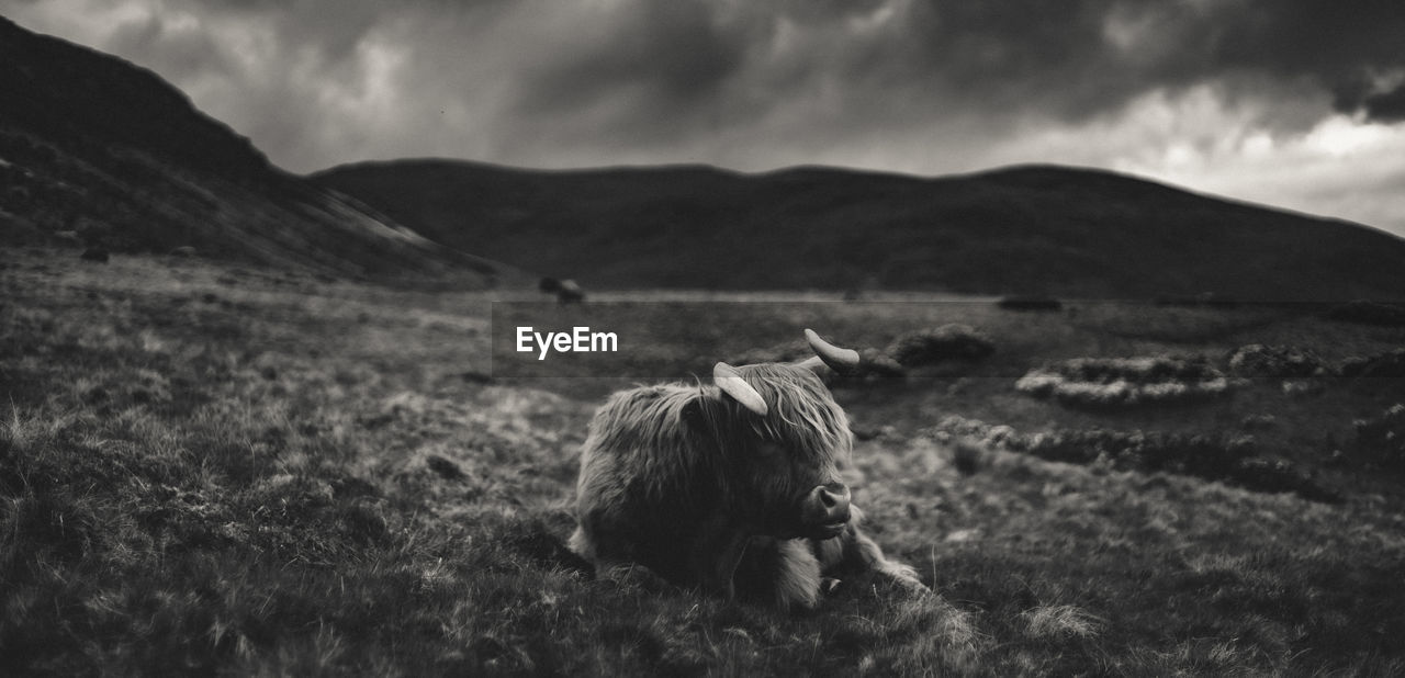 Moody panoramic view of resting highland cattle