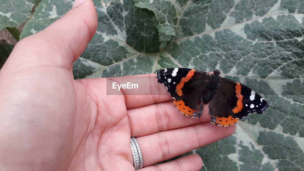 CLOSE-UP OF BUTTERFLY ON HAND HOLDING A PERSON