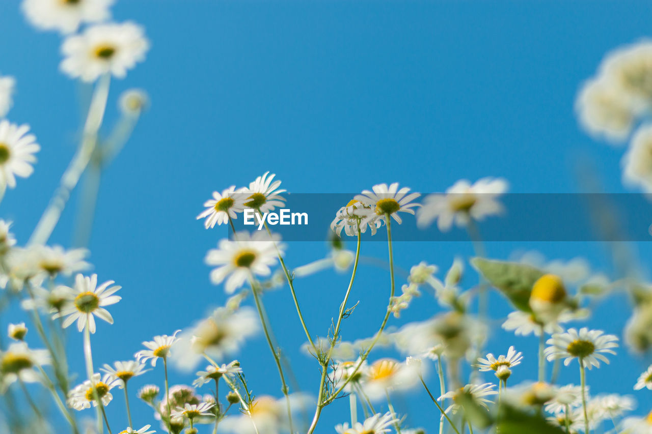 CLOSE-UP OF FLOWERING PLANTS AGAINST BLUE SKY