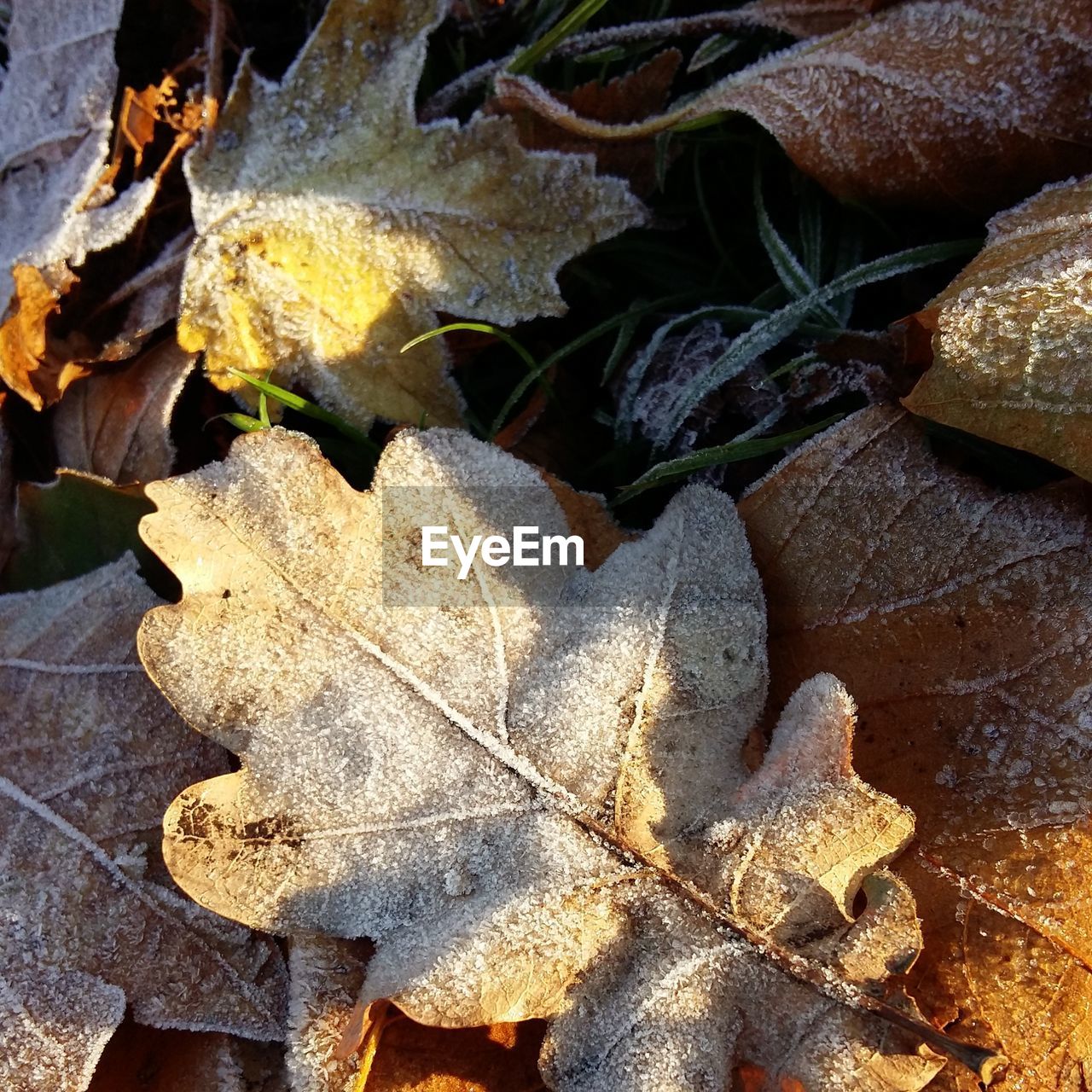 CLOSE-UP OF DRY MAPLE LEAVES FALLEN