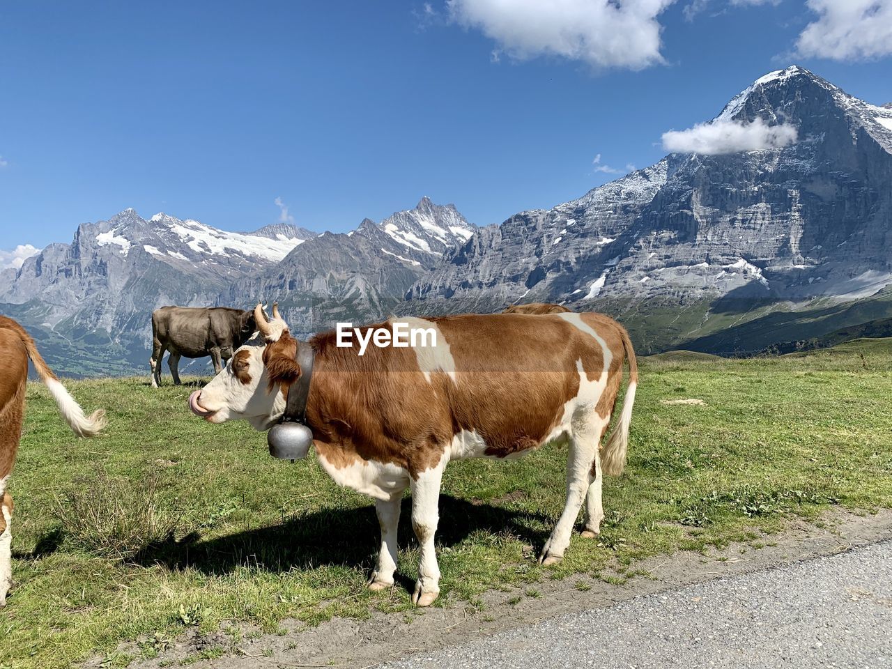 Swiss cow in a field