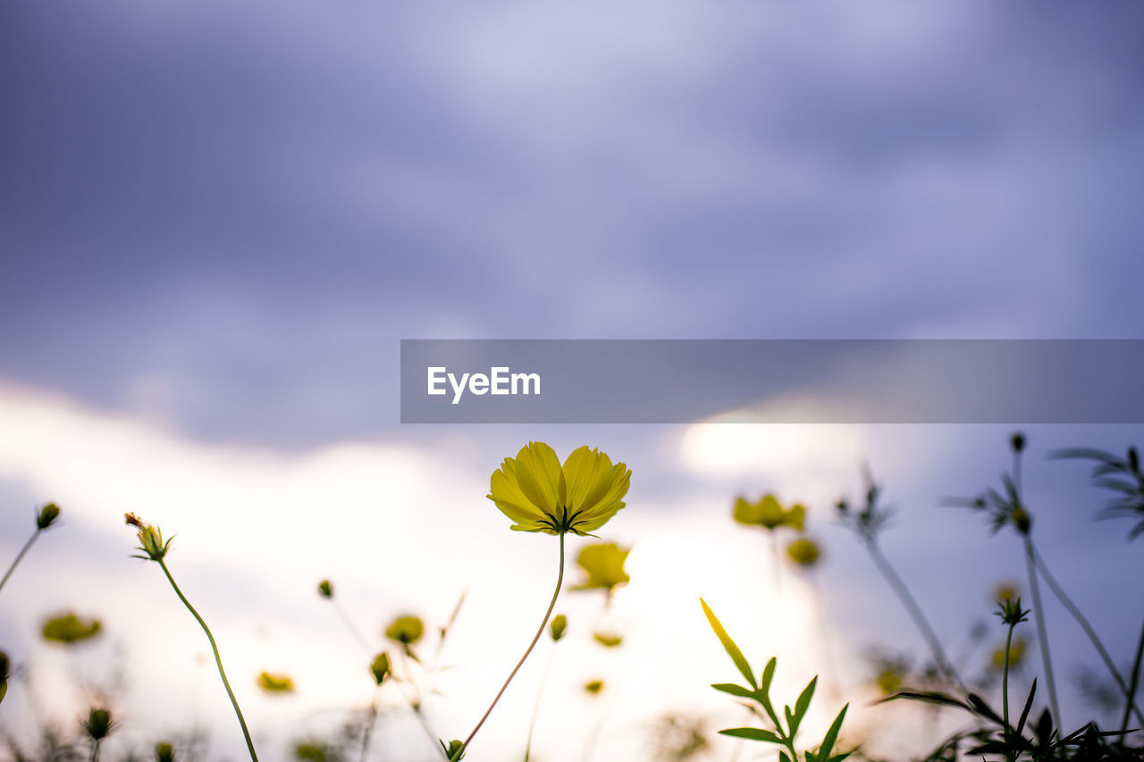 Close-up of yellow cosmos flowers blooming against sky