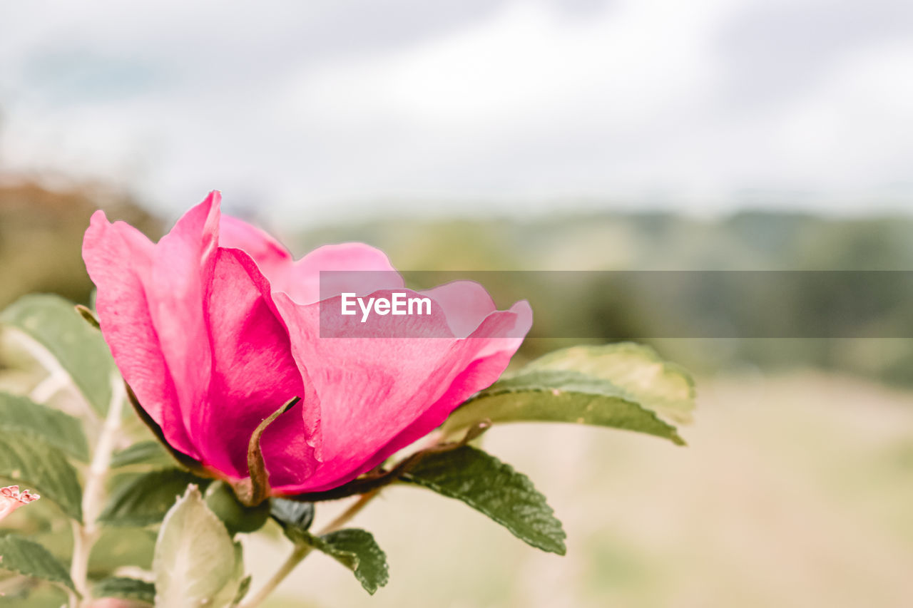 Close-up of pink rose flower