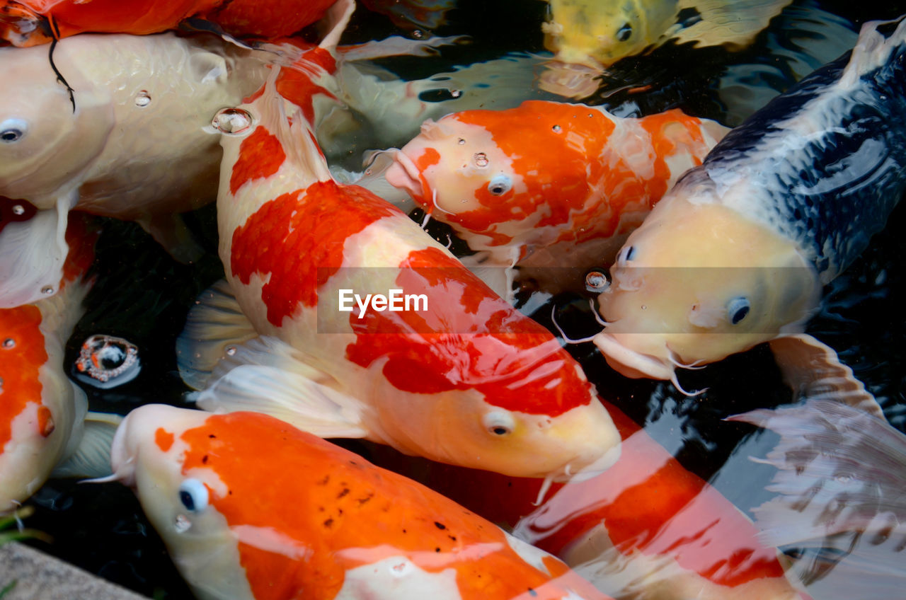 High angle view of koi carps swimming in water