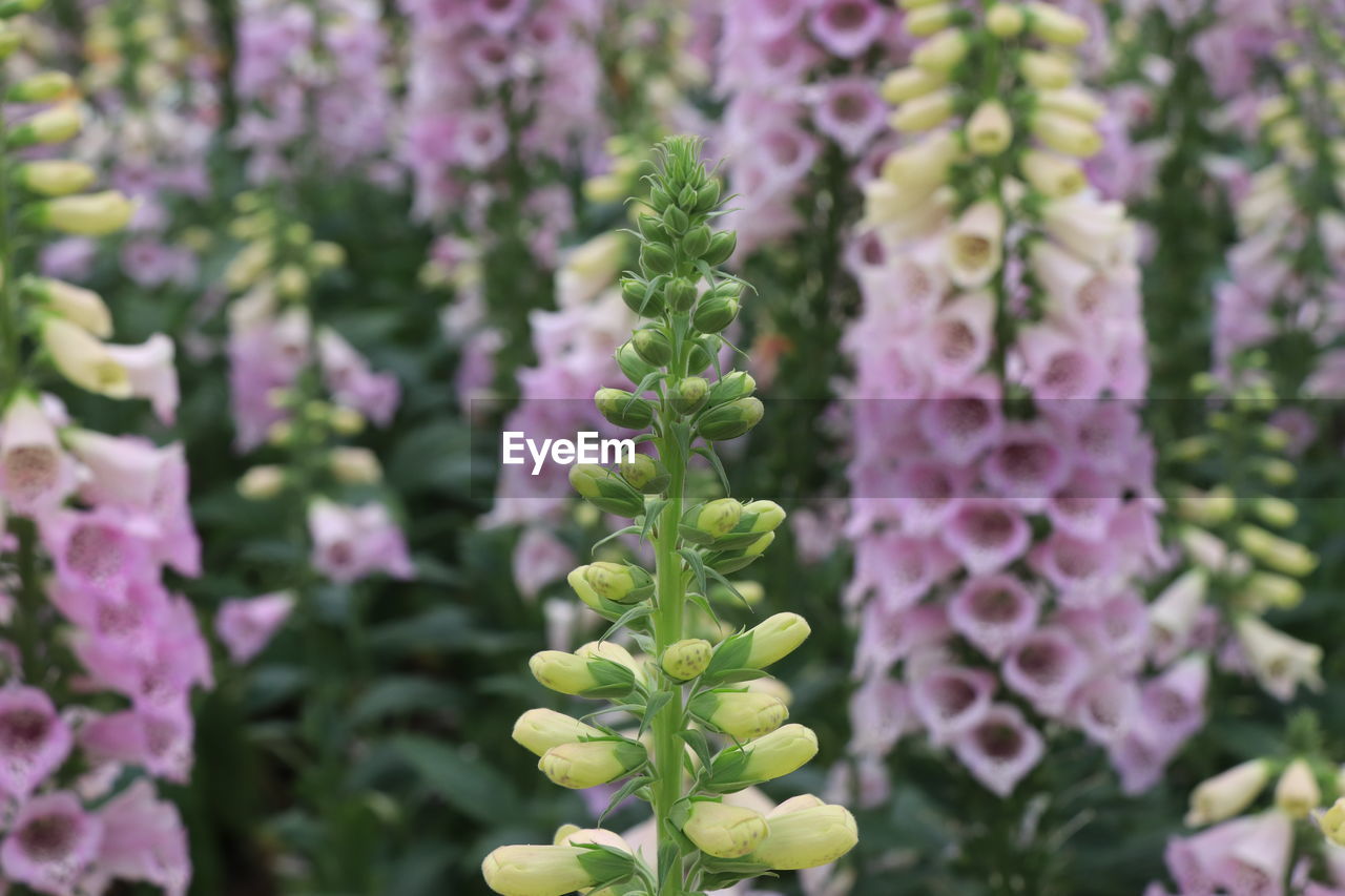 Close-up of pink flowering plant