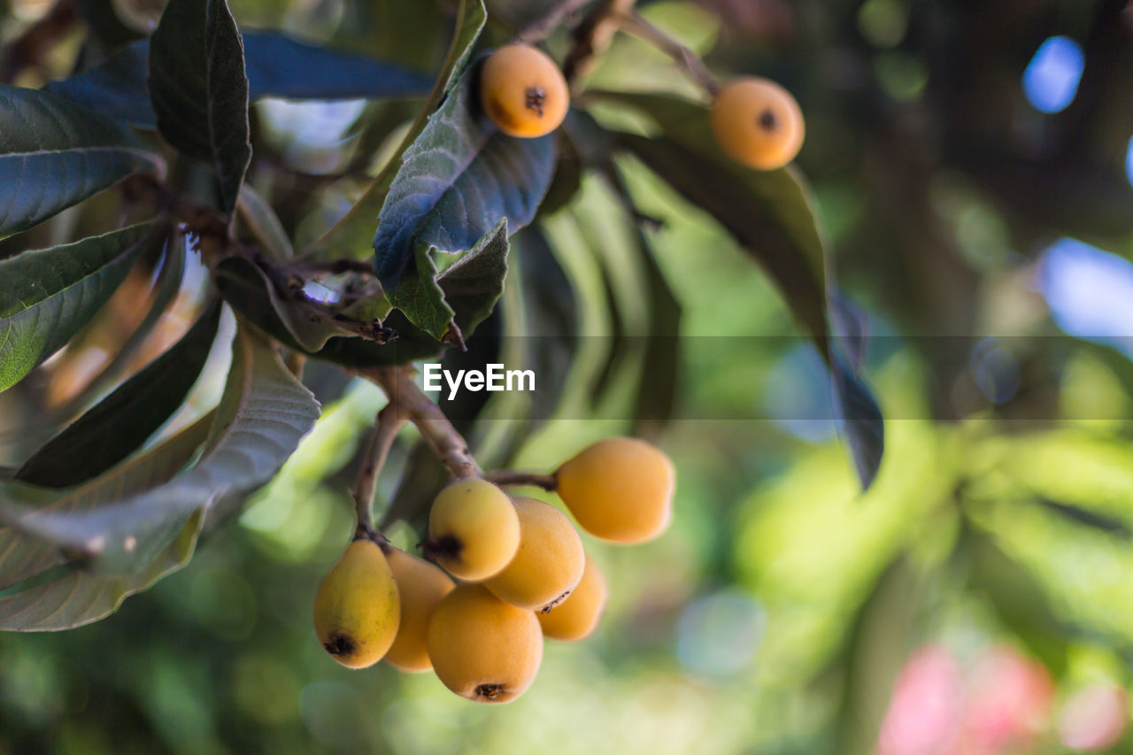 CLOSE-UP OF FRUITS ON TREE