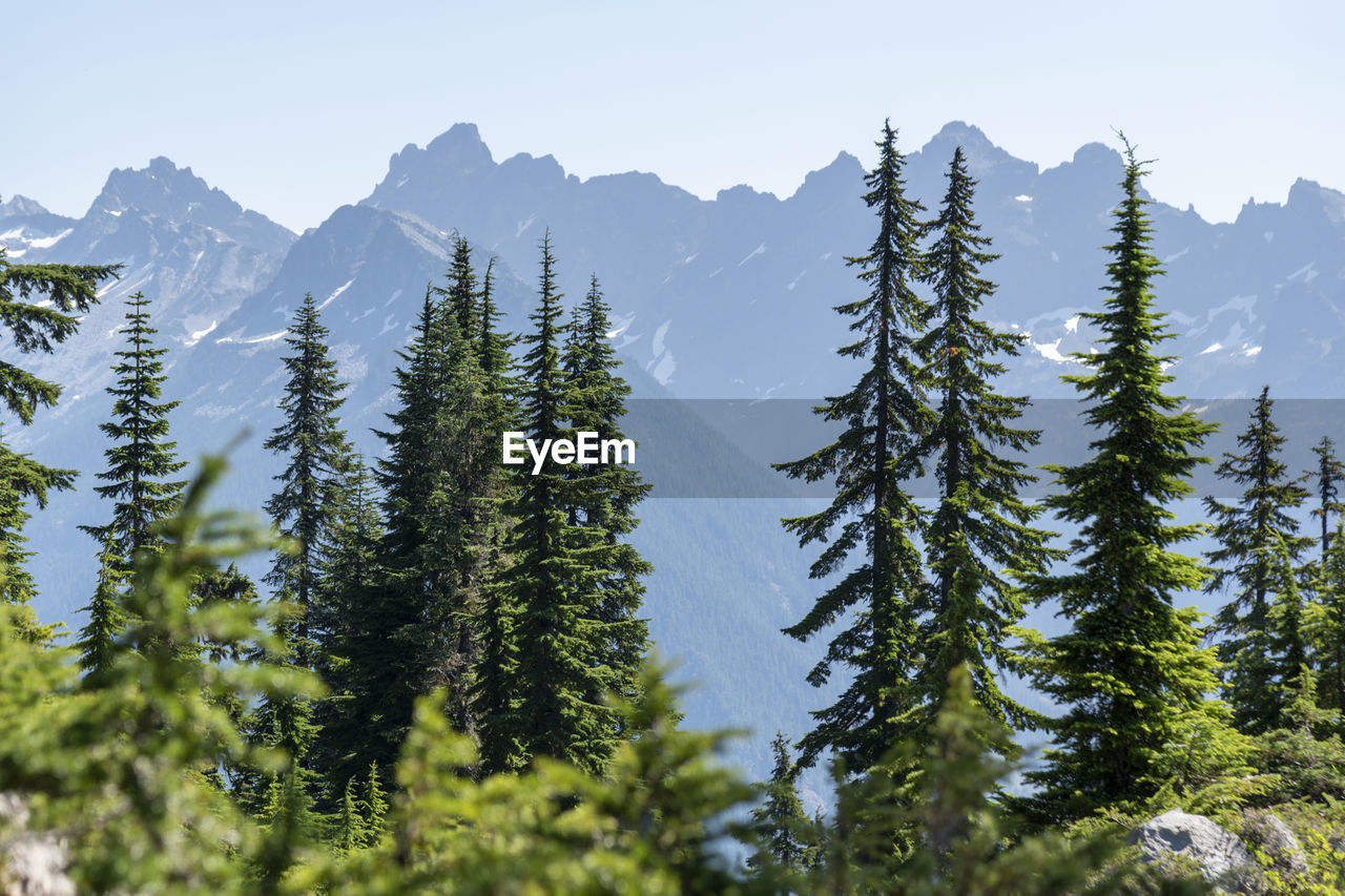 Evergreen pine trees with jagged mountain range peaks.