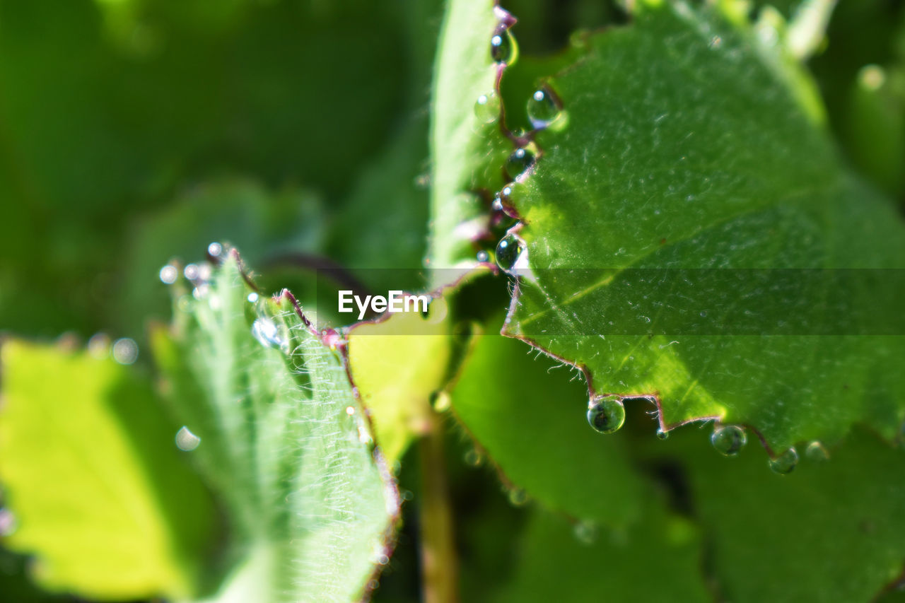 Water Plant Sky Growth Grass Freshness Day Close-up Beauty In Nature Pinaceae Wet Tree aAnimals In The Wild Animal Wildlife y genes LeafNature Survival No People Green Color