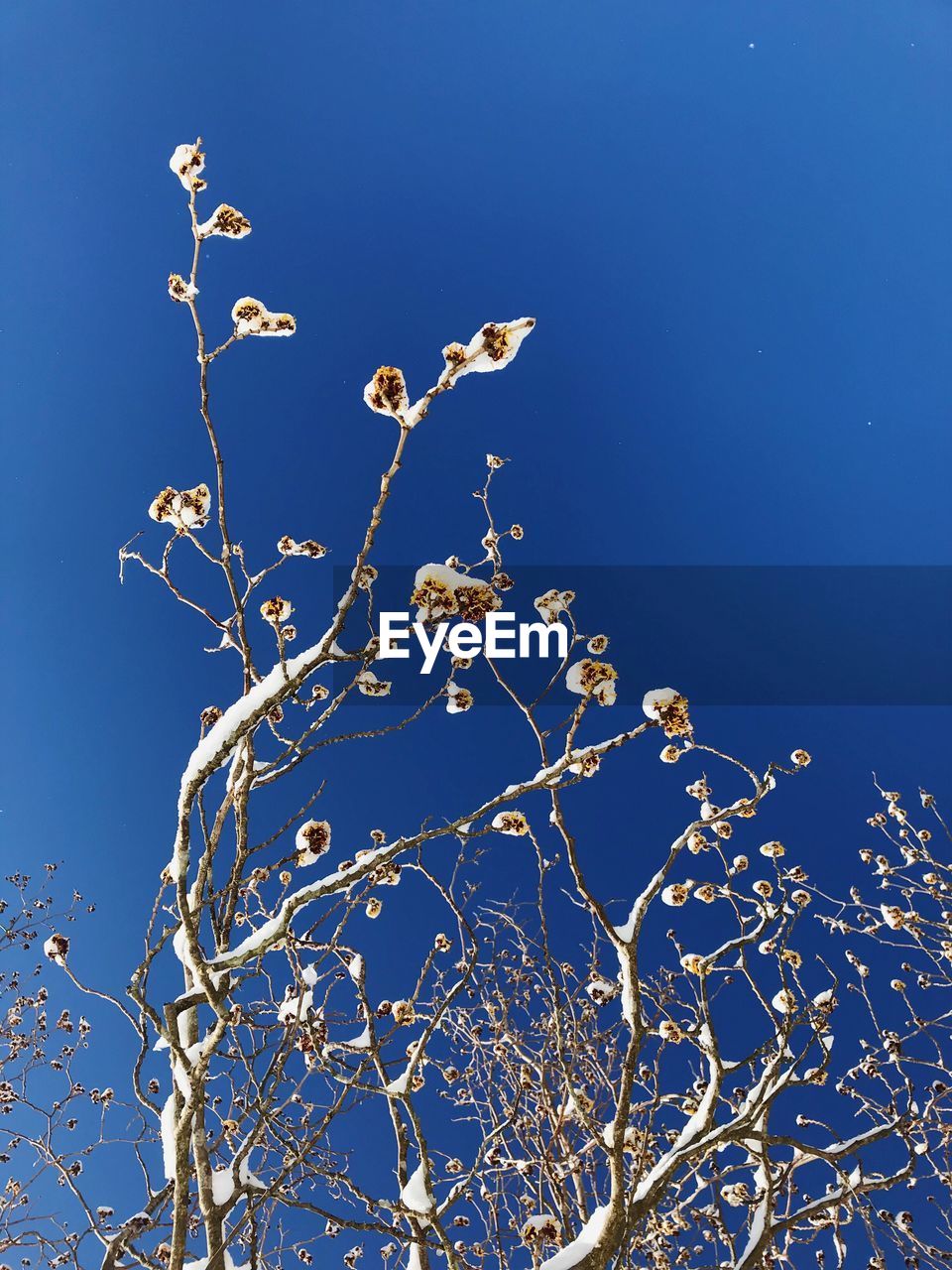 LOW ANGLE VIEW OF PLANT AGAINST BLUE SKY