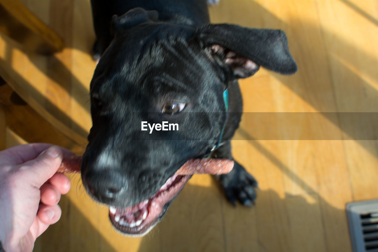 CLOSE-UP OF BLACK DOG ON HAND