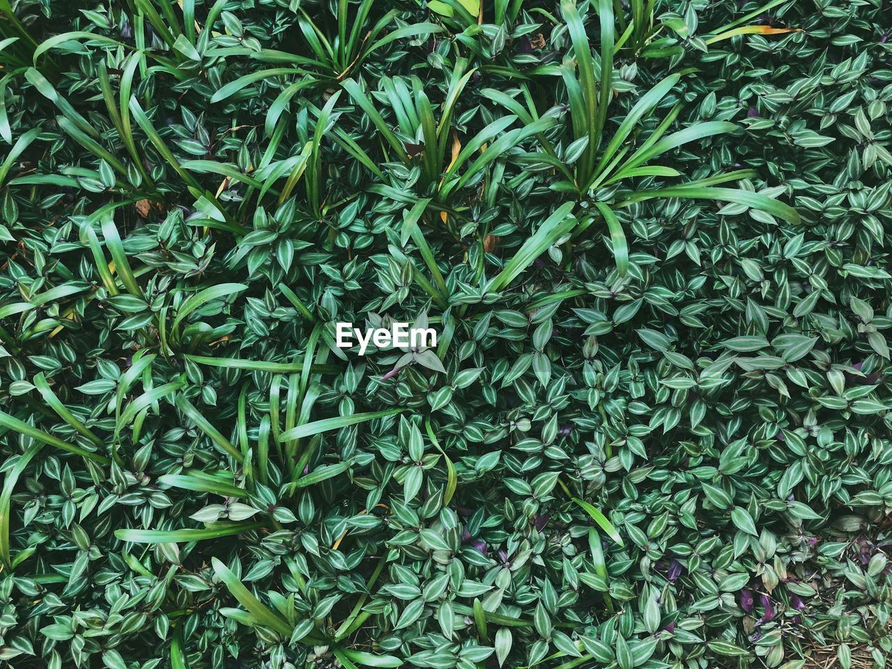 HIGH ANGLE VIEW OF PLANTS GROWING IN PARK