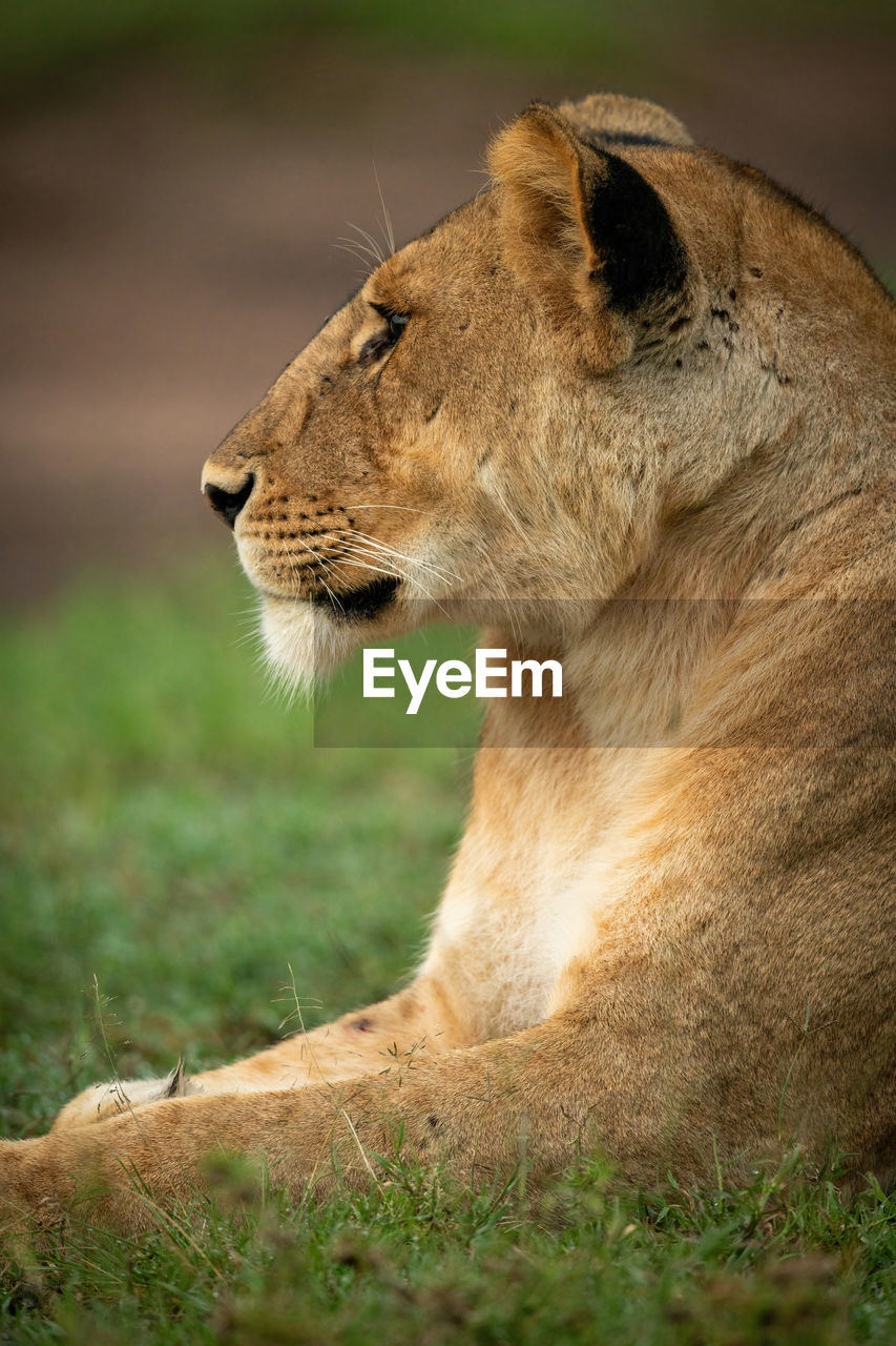 Close-up of lioness lying down in grass