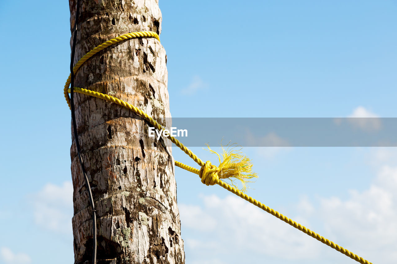 LOW ANGLE VIEW OF TREE BRANCH AGAINST SKY