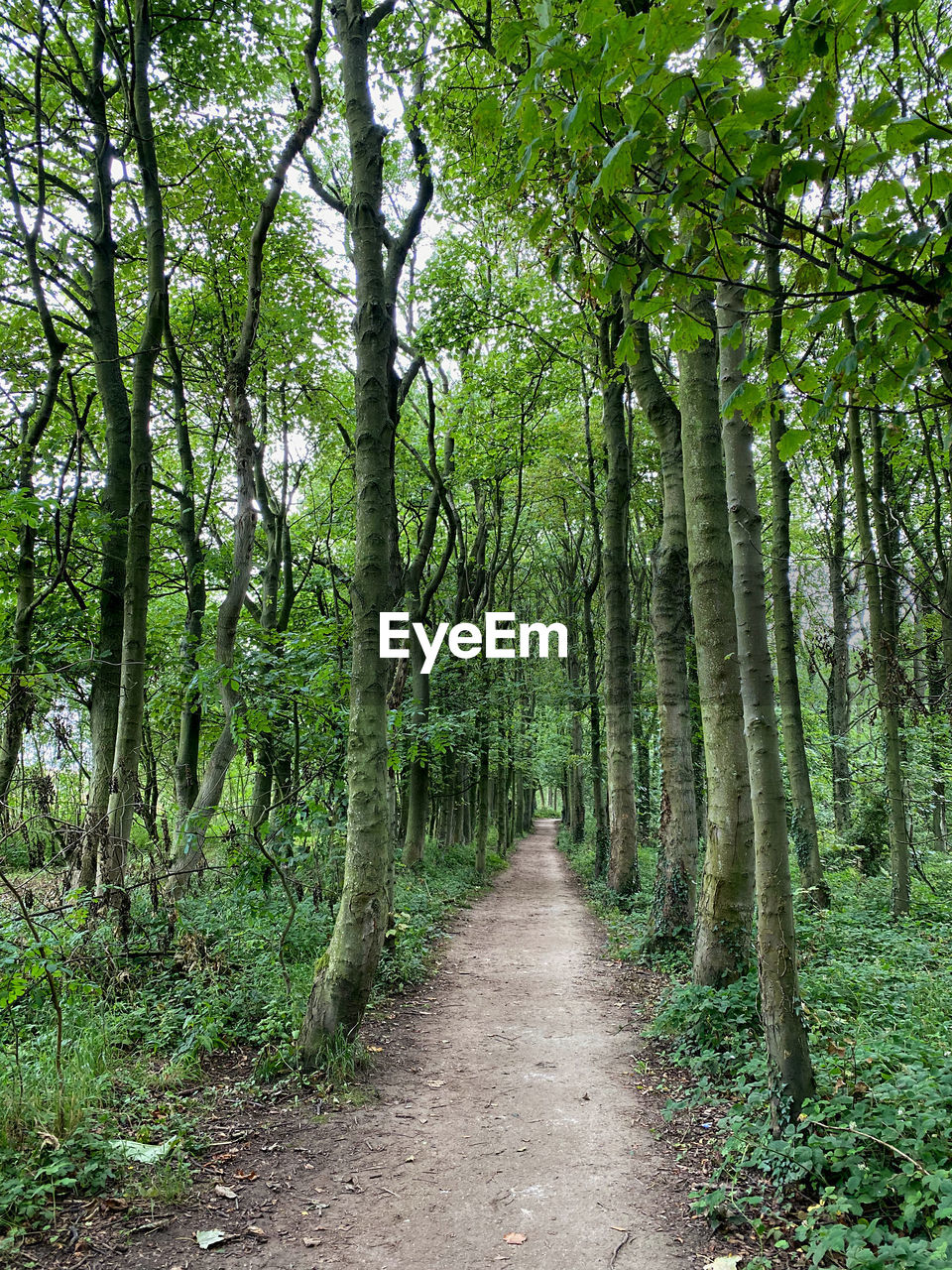 Footpath through a forest