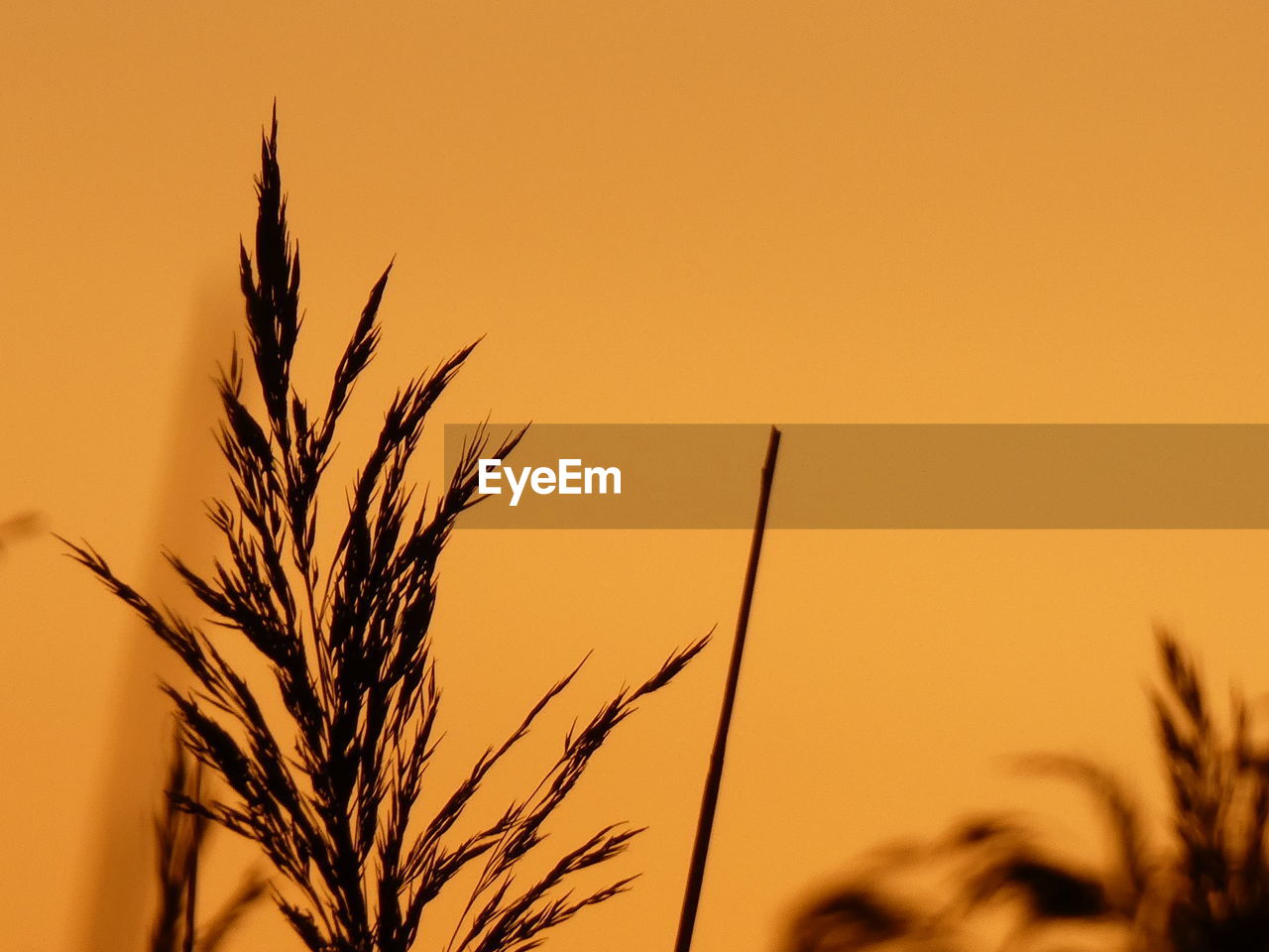 CLOSE-UP OF SILHOUETTE PLANT AGAINST SKY AT SUNSET